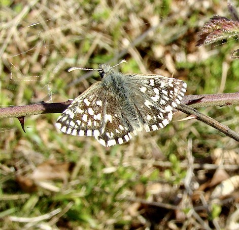 grizzled skipper